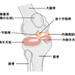 膝関節のメカニズムとストレッチの重要性